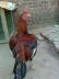 Aseel for sale15yearsold  - Faisalabad Birds