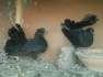 English fantail chiks  - Faisalabad Birds