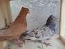 Red Male Left In Reasonable Price  - Faisalabad Birds