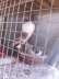 Pouter pigeons available  - Faisalabad Birds