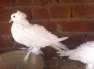 Frill and modina available  - Faisalabad Birds