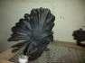 Ameriacn fantail  - Faisalabad Birds