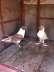 Some fancy pigeons  - Faisalabad Birds