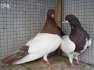 Beautiful pigeons 'pair'  - Faisalabad Birds