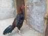 Aseel pala patha  - Faisalabad Birds