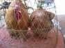 Golden Buff Hens  - Faisalabad Birds