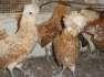 Fancy Hens and chiken  - Faisalabad Birds