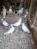 Beautiful and attractive pigeons. - Faisalabad Birds