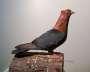 Fancy female confarm bradar  - Faisalabad Birds