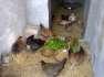 Desi murghiyan available  - Faisalabad Birds