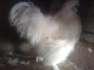 White silkie male  - Faisalabad Birds