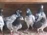 Best pigeons of 2015  - Faisalabad Birds