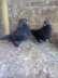 Black king pair  - Faisalabad Birds