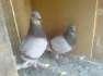 Qaisd Fancy Pigeon  - Faisalabad Birds