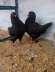 Black king breeder pair  - Faisalabad Birds