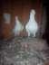 Jurman beauty breeder pair  - Faisalabad Birds