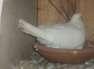 White pigeons females  - Faisalabad Birds