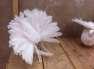 White English Fantail Chicks  - Faisalabad Birds