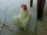 Hen male bantam breed available - Faisalabad Birds