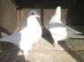 King Pure White Pair  - Faisalabad Birds