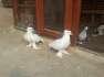 White frill pigeons  - Faisalabad Birds