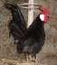 Black roscum chicken  - Faisalabad Birds