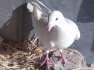 White german beauty male  - Multan Birds