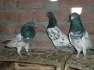 Pigeon ram puri  - Multan Birds