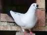 Fancy pigeon china  - Multan Birds