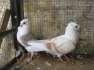 German Owls Pigeon  - Multan Birds