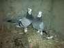 Sabz mukhi & hunbeere mukhi  - Multan Birds