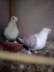 Satinette pigeons fcncy  - Multan Birds