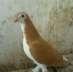 Pegion is very good  - Multan Birds