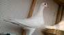 Beautiful birds available  - Multan Birds