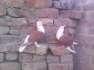 My beautiful pigeons  - Multan Birds