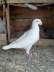 German white male  - Multan Birds