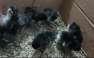 Bentum chicks white & Black  - Multan Birds