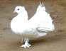 White lakkas Pair  - Multan Birds