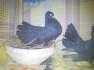 Lucka pigeons - Multan Birds