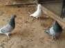 Fancy pigeons.very beautiful  - Rawalpindi Birds