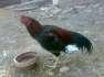 Aseel **** rawalpindi  - Rawalpindi Birds