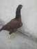 Aseel Hen 4Sale  - Rawalpindi Birds