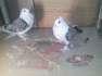 Satinent and danish  - Rawalpindi Birds