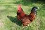 Beautiful RIR roosters  - Rawalpindi Birds