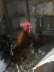 Two beautiful roosters  - Rawalpindi Birds