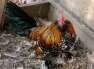 Pair of Milli Fluer  - Rawalpindi Birds