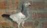 Breeder pigions teddy  - Rawalpindi Birds