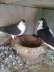 Sherazi fancy pair breeder  - Rawalpindi Birds