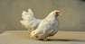 White Buff Hens  - Rawalpindi Birds