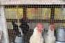 Hens layers mix breed  - Rawalpindi Birds